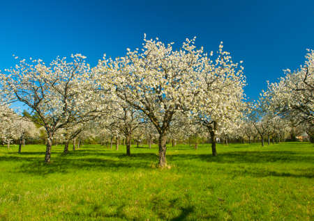 Apple Orchard in the middle of the spring season. Panoramic photo. の写真素材