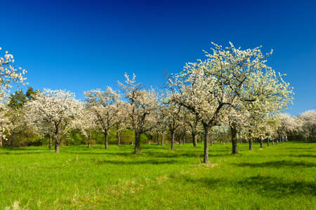 Apple Orchard in the middle of the spring season. Panoramic photo. の写真素材