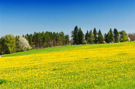 Beautiful spring shot with a dandelion meadow
