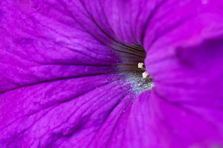  a petunia flower. Macro with shallow DOFの写真素材