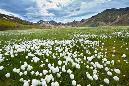 Field of cotton grass in a valley surrounded by rhyolite mountains at Landmannalaugar, Icelandの写真素材