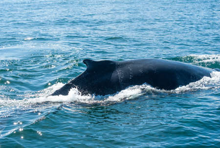 Tail fin of the mighty humpback whale (Megaptera novaeangliae) seen from the boat near Husavik, Icelandの写真素材