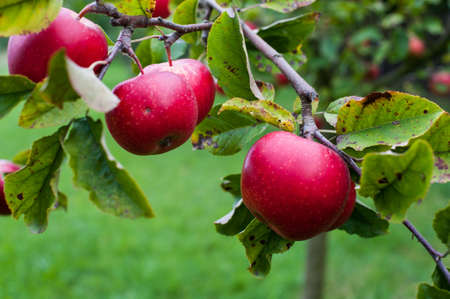 Red apples growing on tree. Shallow DOFの写真素材