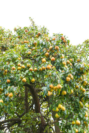 Pear tree full of ripe pears isolated on whiteの写真素材