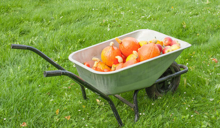 Wheelbarrow full of freshly harvested pumpkins is standing on the grassの写真素材