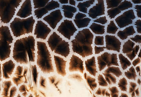Detailed texture of the real giraffe skinの写真素材