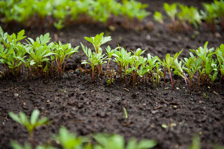 Detail of a spring vegetable bed with young leaves of the green plantsの写真素材