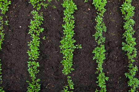 Detail of a spring vegetable bed with young leaves of the green plantsの写真素材