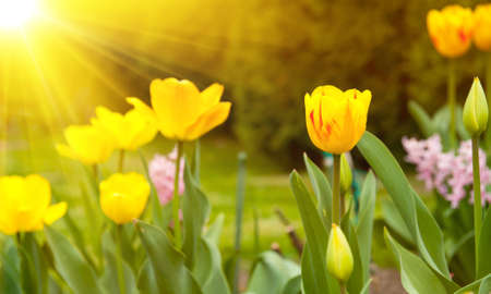 Warm beautiful sun rays are shining at tulip flowersの写真素材