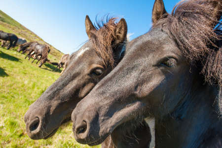 Icelandic horses are rather small and very beautiful  The breed was developed in Iceland and once exported outside the country animals cannot return の写真素材