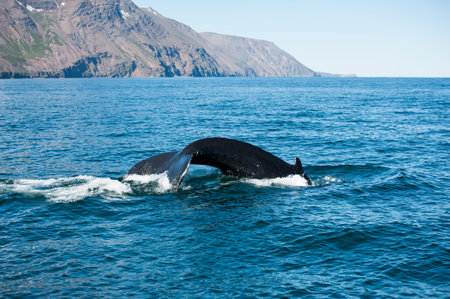 Tail fin of the mighty humpback whale (Megaptera novaeangliae) seen from the boat near Husavik,...