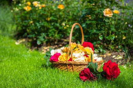 Basket full of various roses bloom laying in the garden. Focus on the rose next to the basketの写真素材