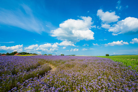 Field of blooming Lacy phacelia (Phacelia tanacetifolia) at a beautiful summer day