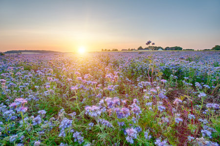 Field of blooming Lacy phacelia (Phacelia tanacetifolia) at sunsetの写真素材
