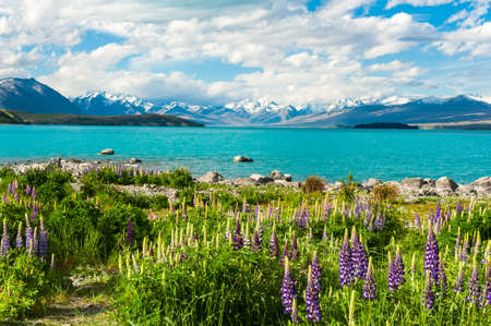 Beautiful incredibly blue lake Tekapo with blooming lupins on the shore and mountains, Southern Alps, on the other side. New Zealandの写真素材