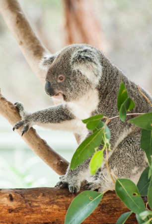 Beautiful koala bear (Phascolarctos cinereus) sitting on the gum tree branch, Victoria, Australiaの写真素材