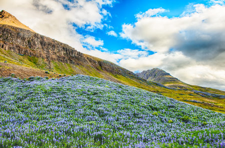 Meadows full of blooming Nootka lupin (Lupinus nootkatensis) in the mountains near Husavik, Iceland. の写真素材
