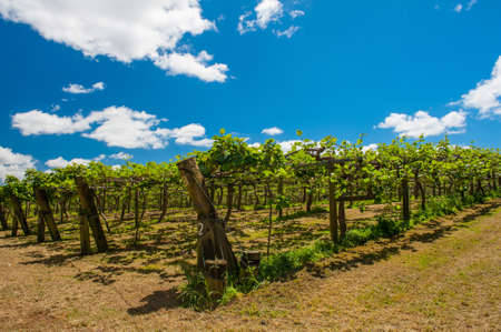 Kiwi fruit (Actinidia deliciosa) plantation seen on Coromandel peninsula, New Zealandの写真素材
