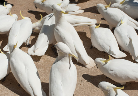 Many wild cockatoos are being fed by tourists. Seen in Dandenong Ranges national park, Victoria - Australiaの写真素材