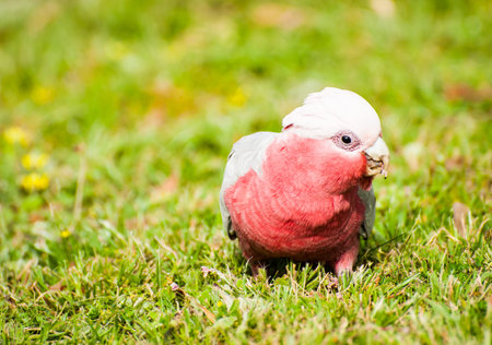 Galah cockatoo (Eolophus roseicapilla) is a common parrot of Australia. On the picture he is looking for seedsの写真素材