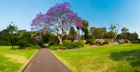 Blooming jacaranda tree in the park, Sydney, New South Wales, Australiaの写真素材