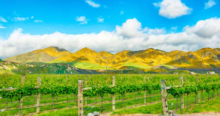 Beautiful mountains of New Zealand covered by blooming yellow gorse (Ulex europaeus) and winery in the frontの写真素材