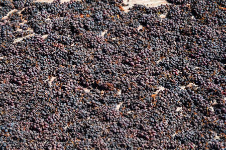 Grapes are being dried outisde to create raisins in Turekyの写真素材