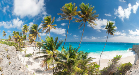 Bottom Bay is one of the most beautiful beaches on the Caribbean island of Barbados. It is a tropical paradise with palms hanging over turquoise sea. Wide panoramic photoの写真素材