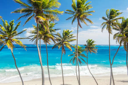 Bottom Bay is one of the most beautiful beaches on the Caribbean island of Barbados. It is a tropical paradise with palms hanging over turquoise seaの写真素材