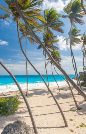 Bottom Bay is one of the most beautiful beaches on the Caribbean island of Barbados. It is a tropical paradise with palms hanging over turquoise seaの写真素材
