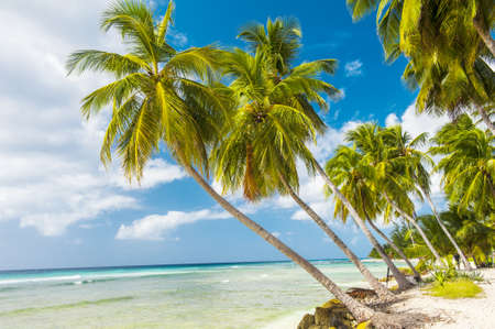 Palms on the white beach and a turquoise sea on a Caribbean island of Barbadosの写真素材