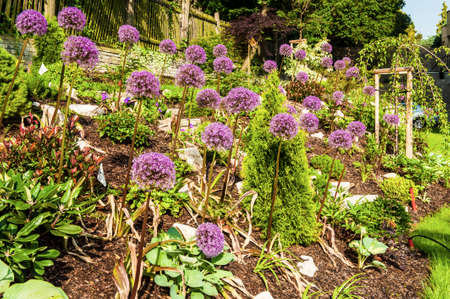 Rock garden with beautiful blooming kind of decorative garlic Star of Persia (Allium christophii)の写真素材