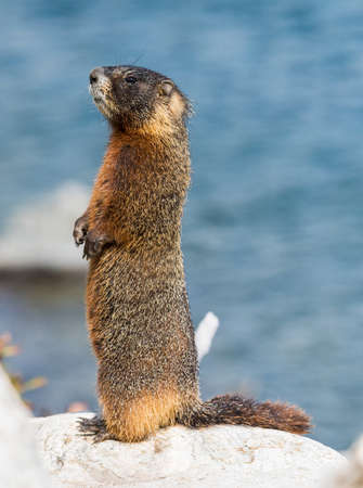Yellowbellied marmot Marmota flaviventris from the Grand Teton national park. Wyoming USAの写真素材