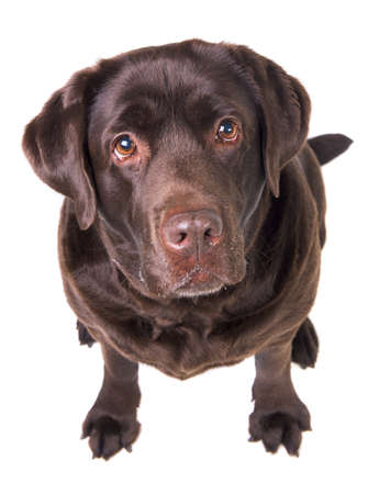 Chocolate labrador dog girl is isolated on the white backgroundの写真素材