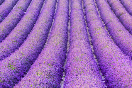 Detail of a beautiful lavender filed in Provence, France