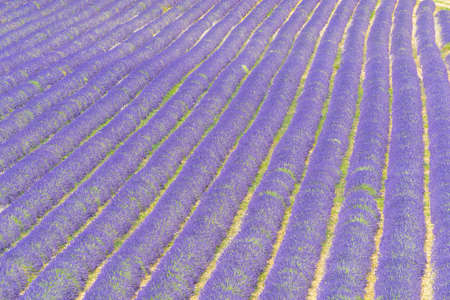 Detail of a beautiful lavender filed in Provence, Franceの写真素材