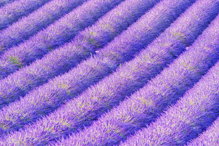 Detail of a beautiful lavender filed in Provence, Franceの写真素材