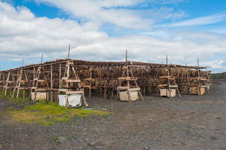 Stockfish cod drying in the sun hanging on the wooden construction, Icelandの写真素材