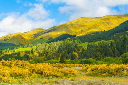 Beautiful mountains of New Zealand covered by blooming yellow gorse Ulex europaeusの写真素材