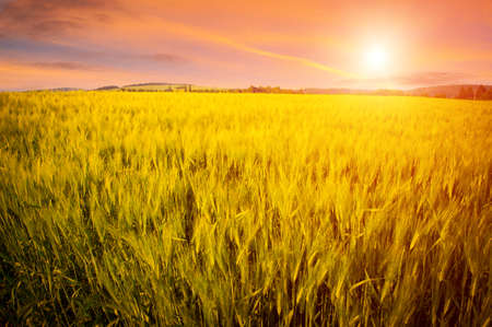 Beautiful landscape with green field and setting sunの写真素材