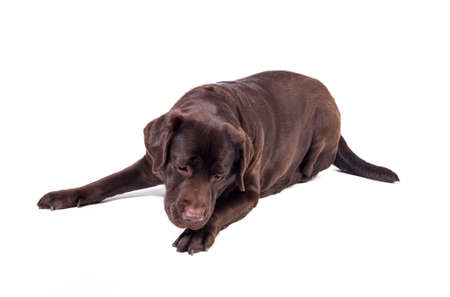 Chocolate labrador dog girl is isolated on the white backgroundの写真素材
