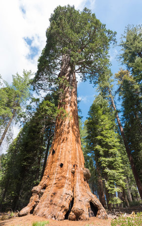 Giant Sequoia trees (sequoiadendron giganteum) in Sequoia National Park, California, USAの写真素材