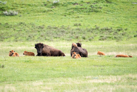 Two adult parent buffaloes (bison bison) and their calfs around them. Yellowstone National Park, Wyoming, USAの写真素材