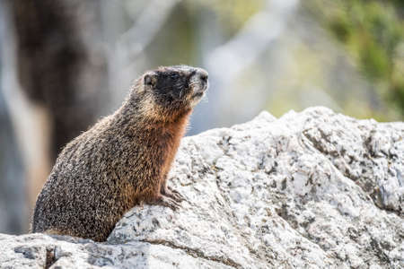 Yellow-bellied marmot (Marmota flaviventris) from the Grand Teton national park. Wyoming, USAの写真素材