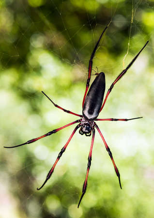 Large red-legged golden orb web spider or shortly palm spider (Nephila inaurata) seen in the Seychelles island of Praslinの写真素材