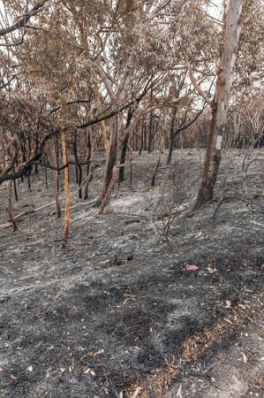 Australian forest after the serious bushfire