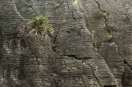 Detail of pancake rock in Punakaiki, Paparoa national park, New Zealandの写真素材