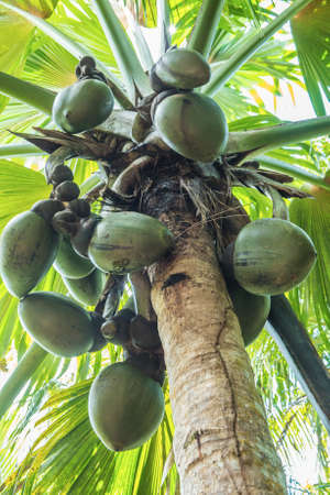 Famous endemic coconuts of Seychellesの写真素材