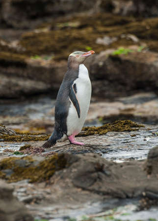 Endagered yellow-eyed penguin (Megadyptes antipodes) seen on rocks at Curio Bay, South Island - New Zealandの写真素材