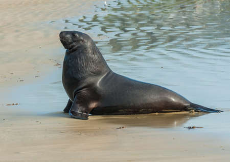 Adult New Zealand sea lion (Phocarctos hookeri) on the Curio Bay beach as it is comming from the sea, Southland - New Zealandの写真素材
